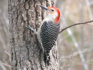 Here is an example of custom Woodpecker Checks