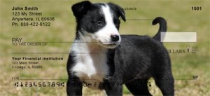 Here is an example of custom Border Collie Checks