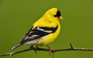 Here is an example of custom Goldfinch Checks