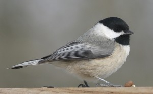 Here is an example of custom Chickadee Checks