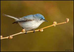 Here is an example of custom Gnatcatcher Checks