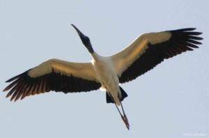 Here is an example of custom Stork Checks